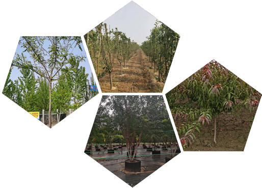 东苗圃基地
