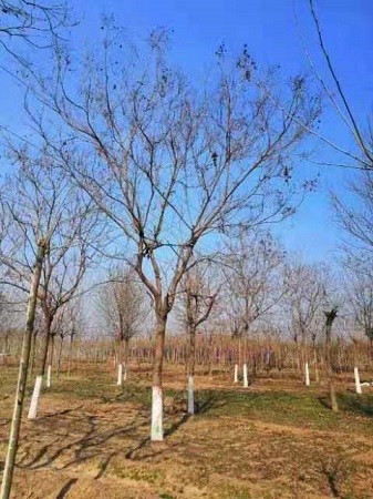 黄山栾树和北京栾树的区分|河北保定安东苗圃基地