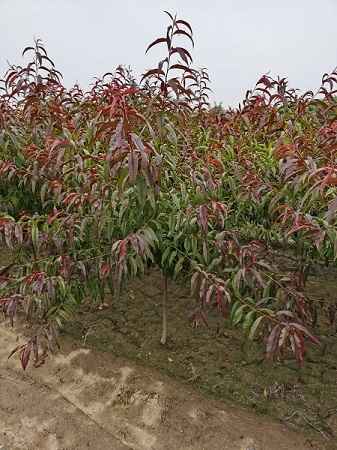 红叶碧桃的种植时间和方法简介|河北保定安东苗圃基地