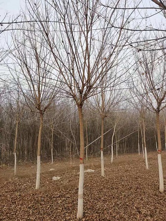 五角枫树什么时候适合移栽？