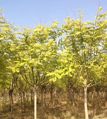 金叶槐适合在天津的盐碱地栽植吗？