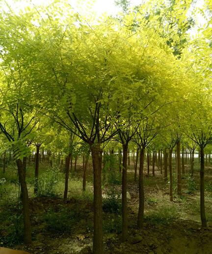 北京的环境和气候适不适合栽植金叶槐？