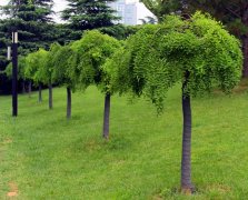 龙爪槐能长成参天大树吗？