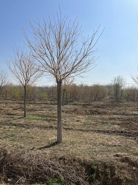 内蒙古地产绿化常用苗木品种赏析