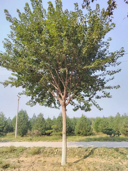 内蒙古地产绿化常用树种赏析
