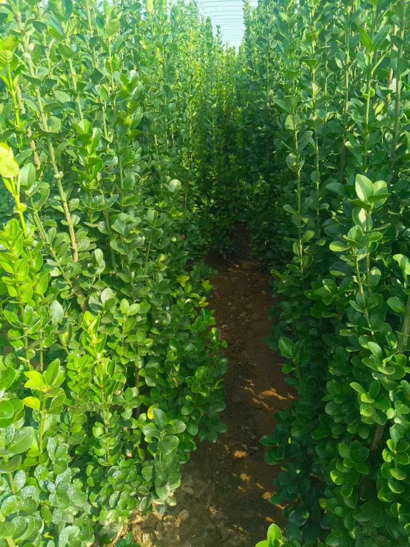 朝阳行者踏万圃开整