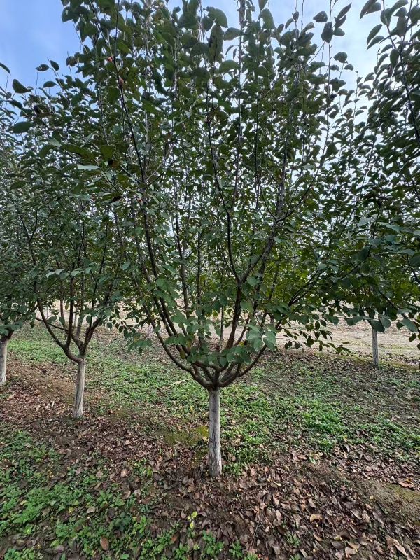 宏观角度下绚丽海棠的样子