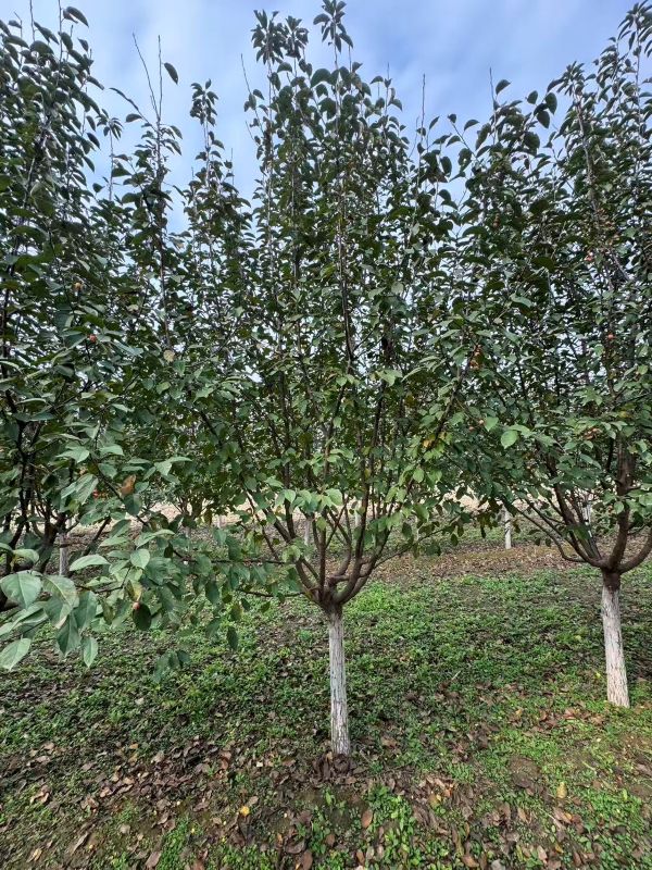 论内蒙古可选高抗性北美海棠品种