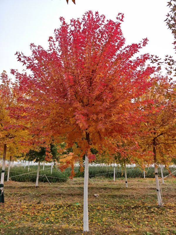 河北苗圃基地的丽红元宝枫叶子红了