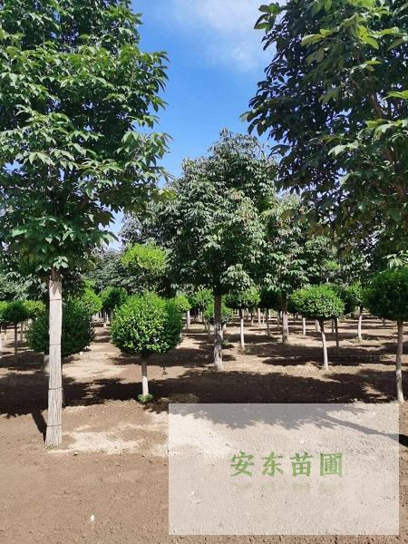 河北苗圃基地 (2).jpg