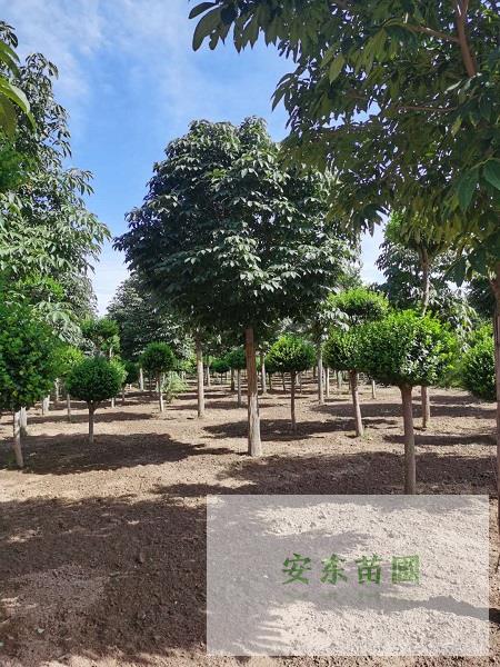 河北苗圃基地图片 (2).jpg